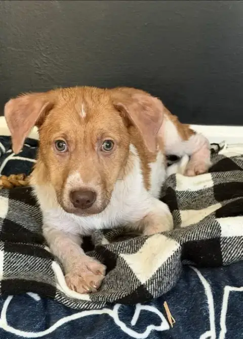 Puppy Milo photo 4