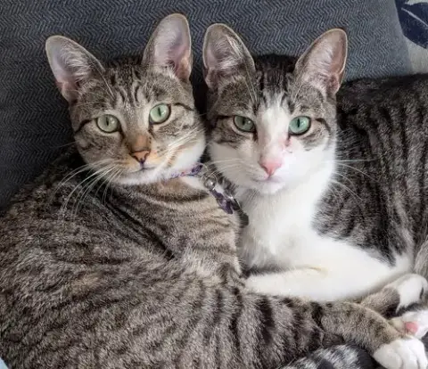 Nini & Whiskey 7.20.23 photo 3