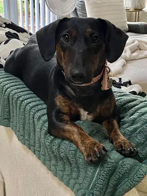 Daisy