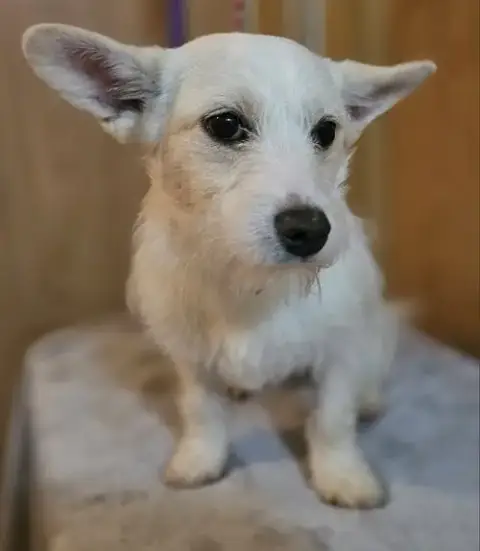 Scout photo 2