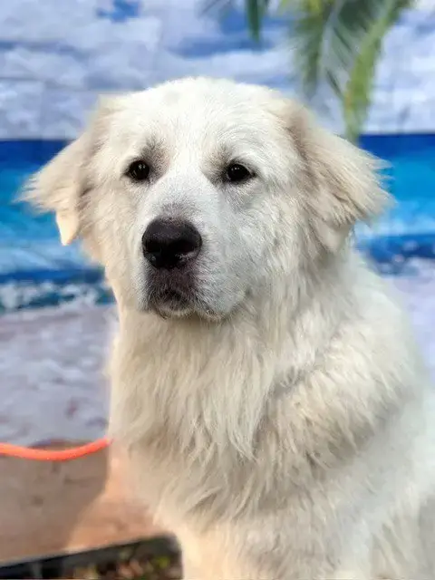Finn photo 4