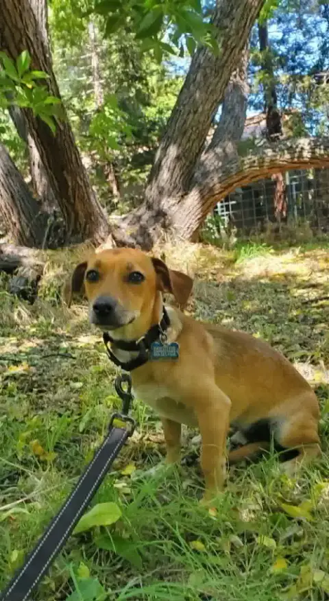 Milo photo 4