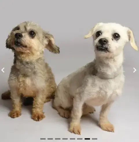 Mia And Coco In Tx photo 2
