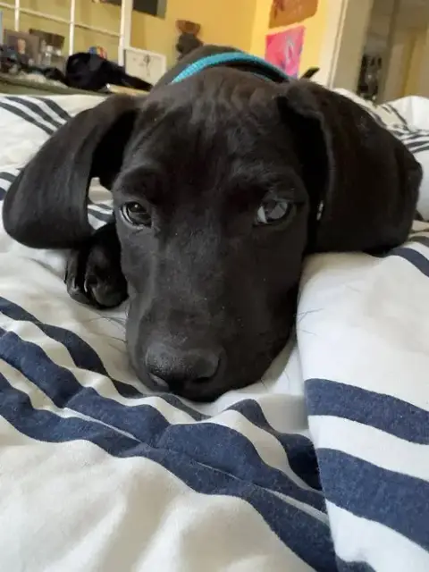 Comet photo 3