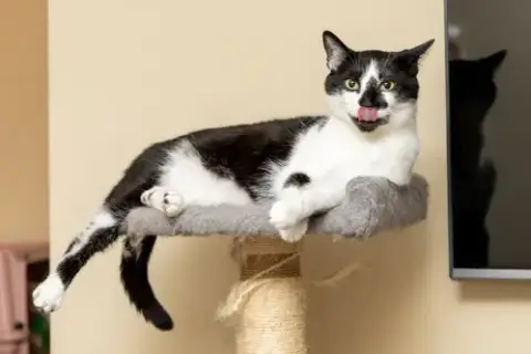 Biscuit Catio photo 4