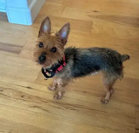 Winston photo 3