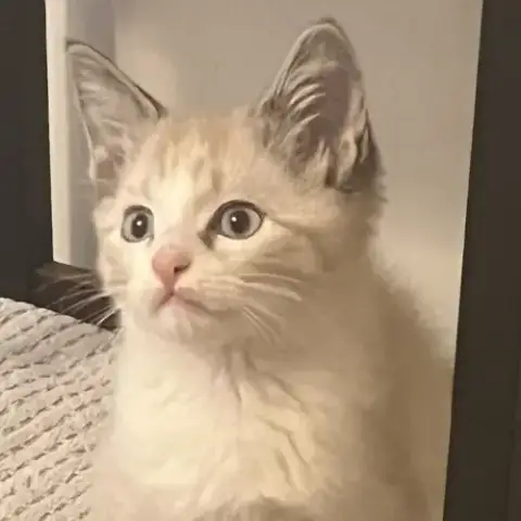 Sherb
