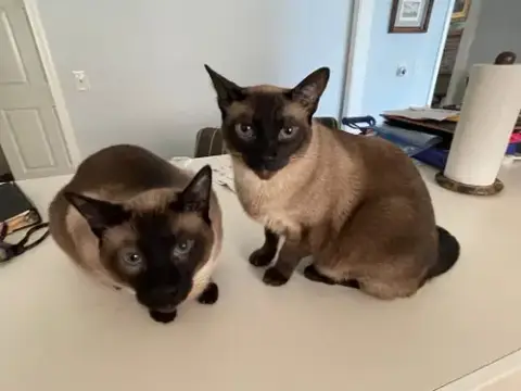 Bishop & Rook