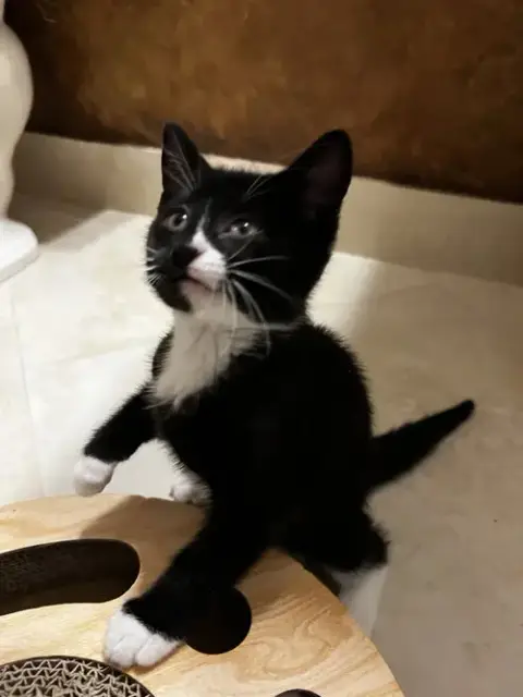 Bella