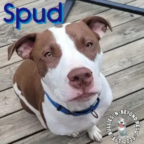 Spud photo 4