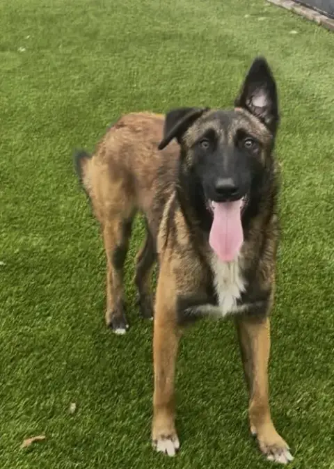 Rufus