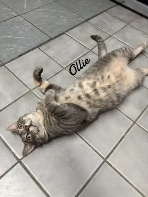 Ollie
