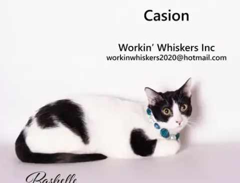 Casion