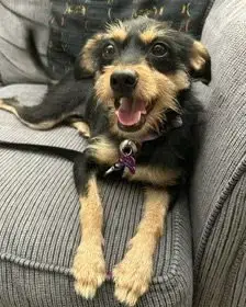 Millie photo 2