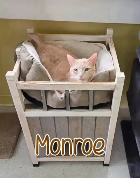 Monroe photo 2