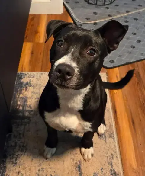 Amy