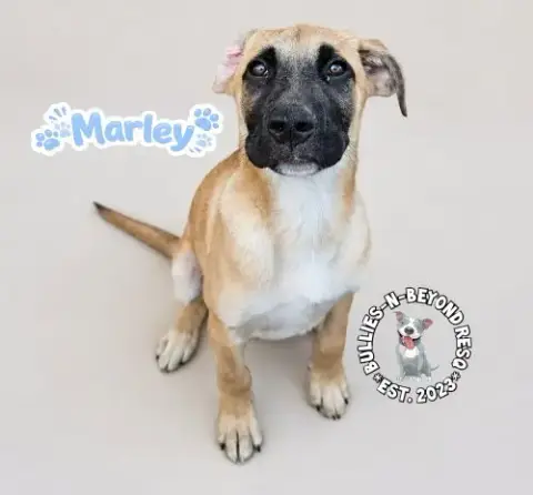 The M Litter: Marley