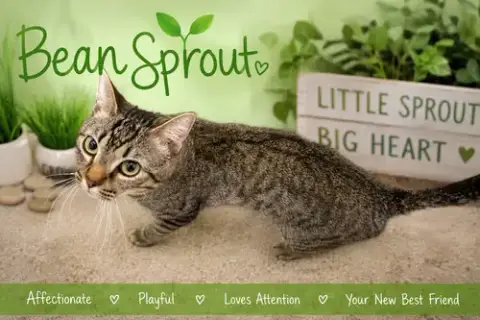Bean Sprout photo 4