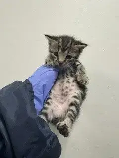 Milo