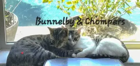 Bunnelby #Gentle-Wallflower photo 2