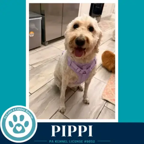 Pippi 050926 photo 3