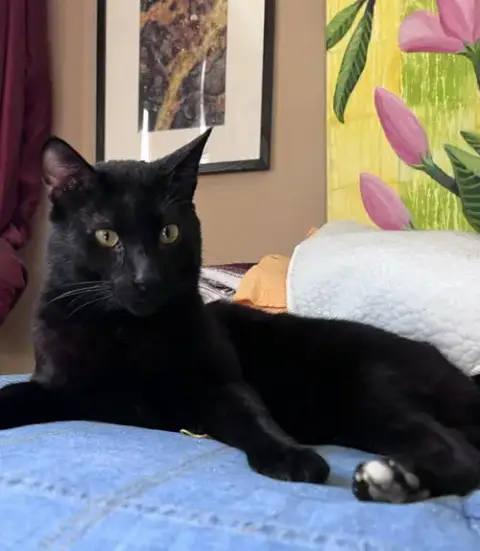 Pye