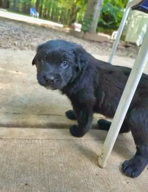 Cane photo 2