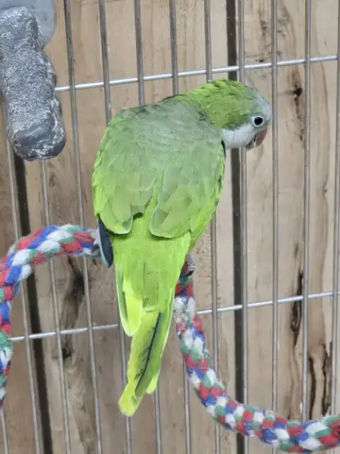 Ivan