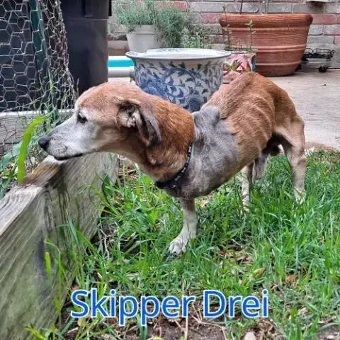 Skipper Drei photo 2