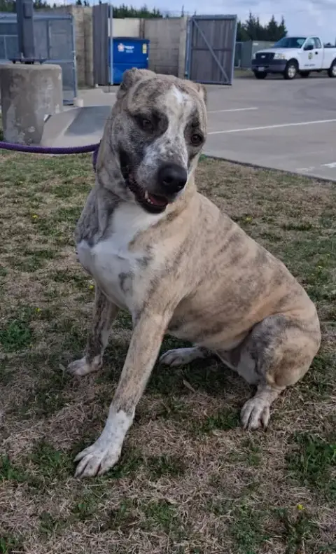 Molly-Diamond Dog! $75 Adoption Fee! photo 4