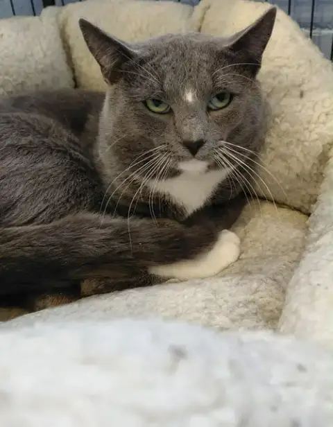 Gordon