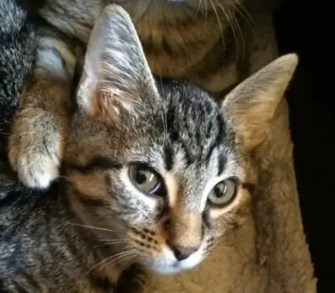 Harper