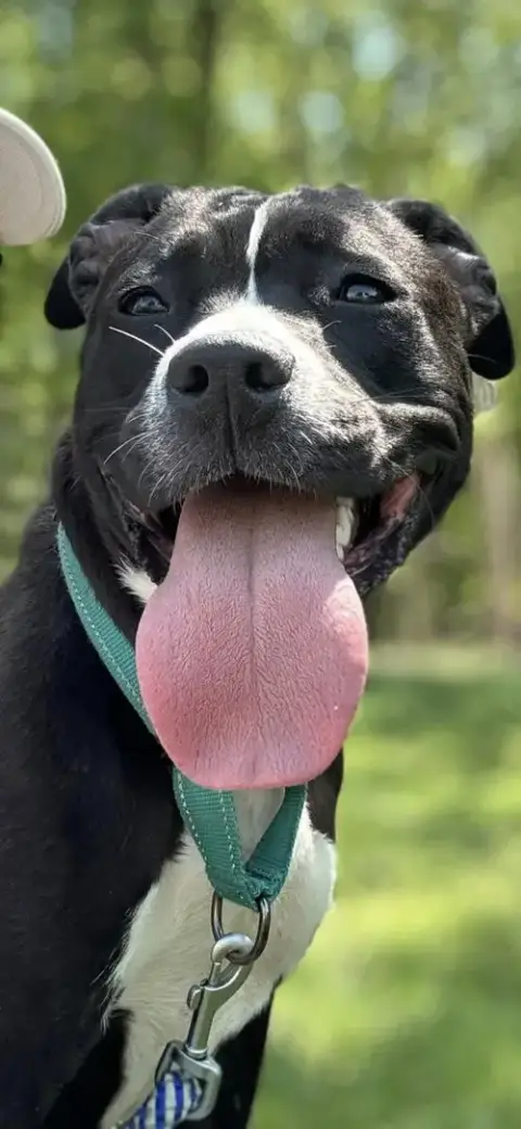 Penny: Not At Shelter photo 2