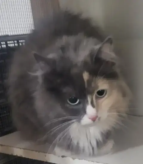 Ms Kitty photo 2