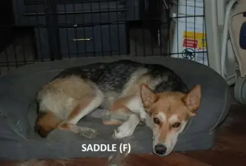 Mama Saddle