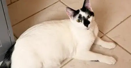 Domino photo 3