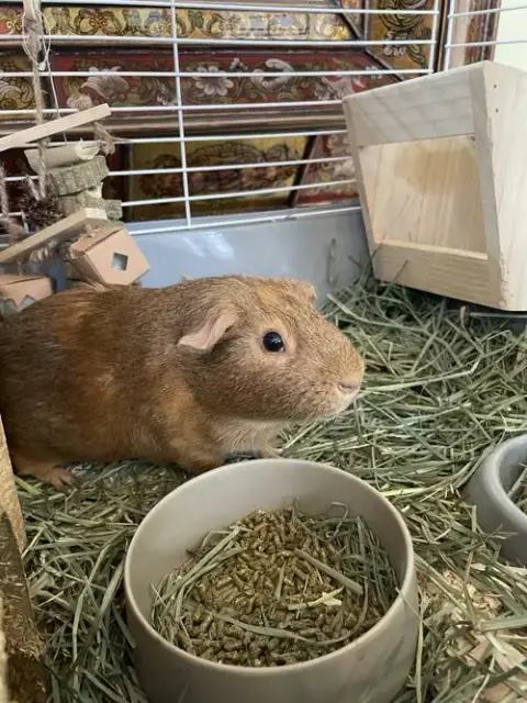 Pumpkin & Spice Guinea Pigs photo 2