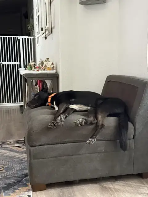 Milo photo 4