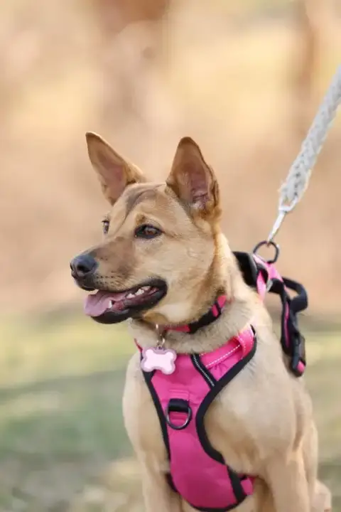 Hazel photo 3