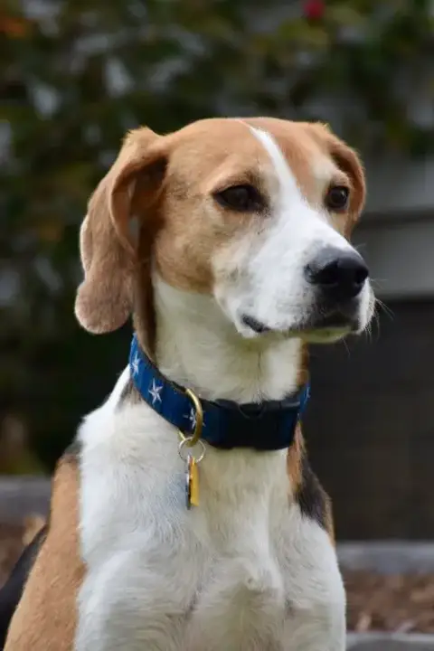 Taylor *Adopt* photo 3