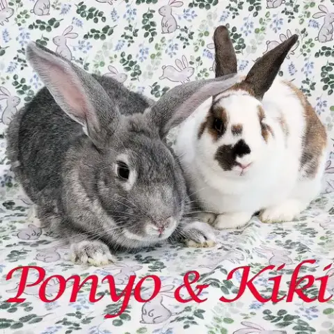 Ponyo