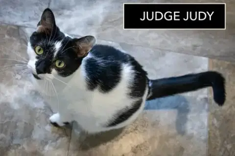 Judge Judy