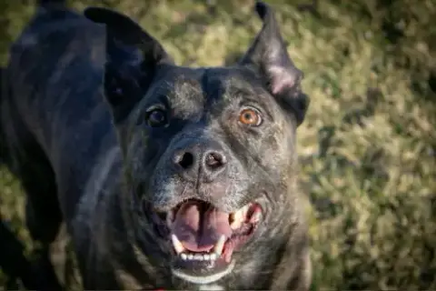 Alan