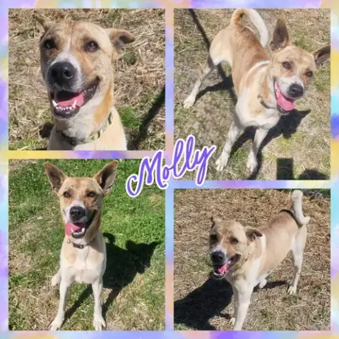 Molly photo 5