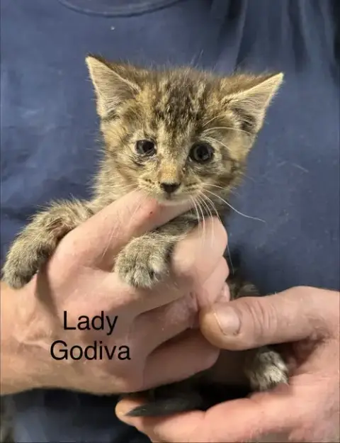 Lady Godiva