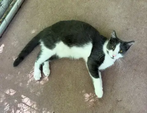Nugget photo 3
