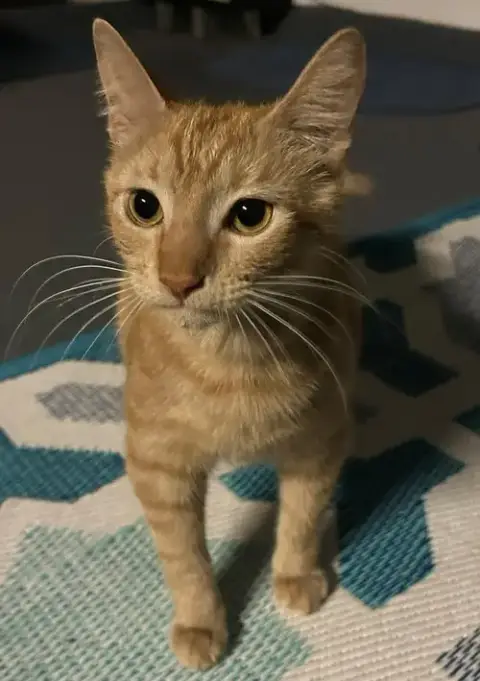 Cedar =^.^=