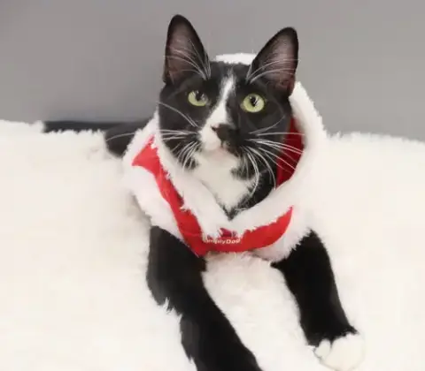 Pepe Le Pew photo 4