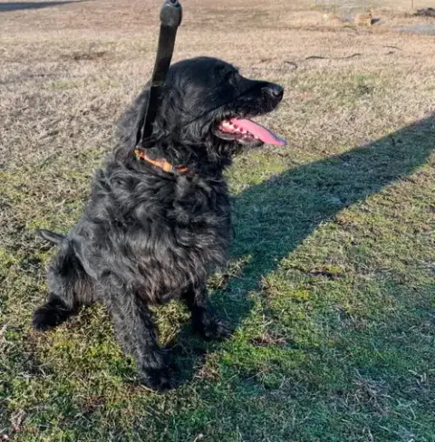 Milo photo 3