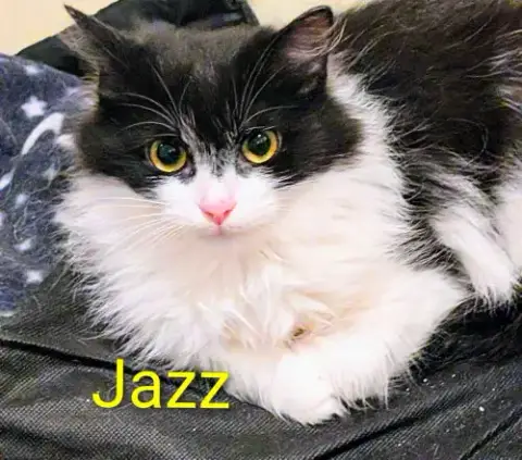 Jazz